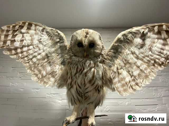 Чучело совы Саранск - изображение 1