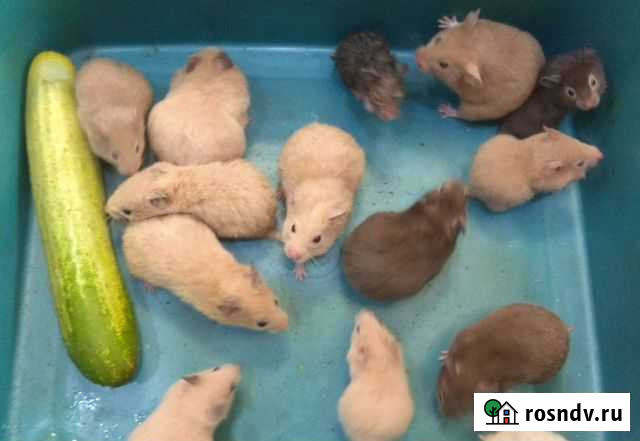 Сирийские малыши,есть выбор Хабаровск - изображение 1