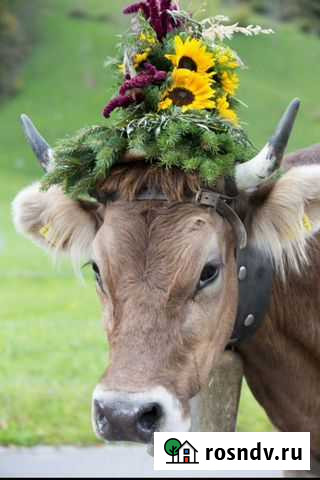 Искуственное осеменение коров Рассказово - изображение 1