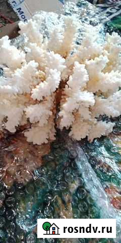 Кораллы красное море Барнаул - изображение 1