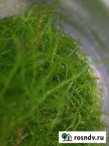 Мох для аквариума Сергиев Посад - изображение 1