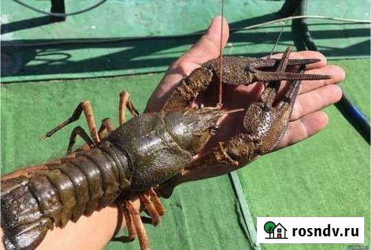 Живые раки Челябинск - изображение 1