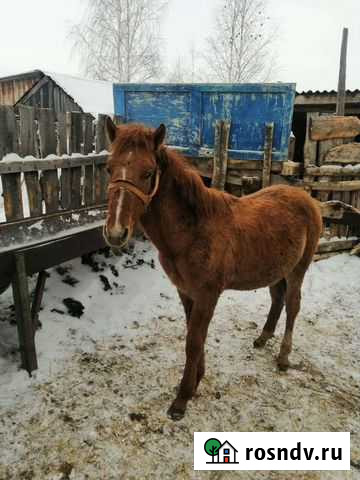 Кобыла с жеребецом Мелеуз - изображение 1