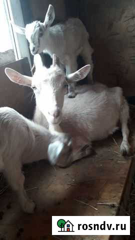 Козье молоко Калуга - изображение 1