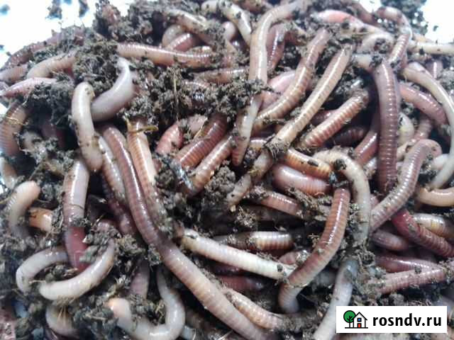 Черви Дендробена Венета для рыбалки Волгоград - изображение 1