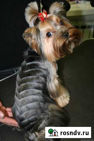 Стрижка йорков, биверов, мальтез, кошек Кемерово - изображение 1