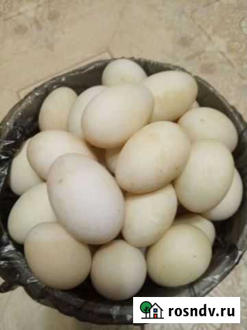 Утиные яйца Камызяк - изображение 1