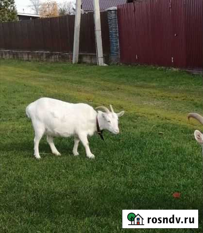 Коза дойная молочная Кингисепп - изображение 1