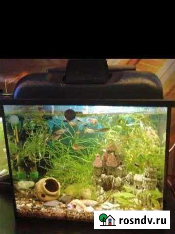 Аквариум Череповец - изображение 1