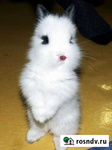 Карликовые крольчата, очень красивые Нижний Новгород - изображение 1