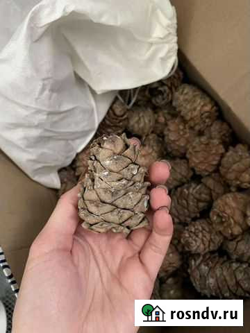 Шишка кедровая Дзержинск - изображение 1