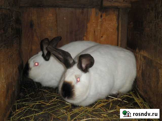 Калифорнийцы Новый Оскол - изображение 1