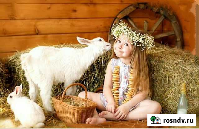 Козье молоко (доставка бесплатно) Вязьма - изображение 1