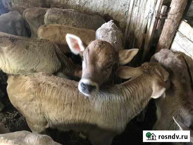 Продаются бычки Тимашевск - изображение 1