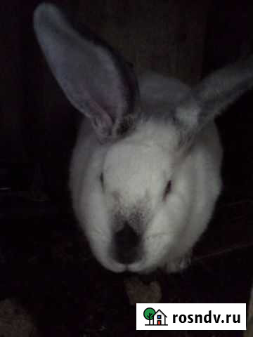 Кролики Сасово - изображение 1