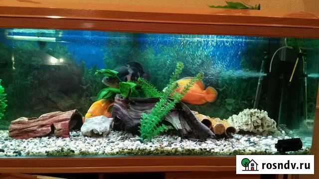 Аквариум Казань - изображение 1