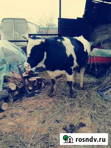 Бык Волжский - изображение 1