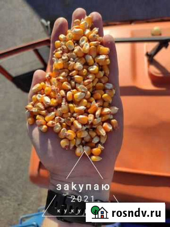 Кукуруза Терек - изображение 1