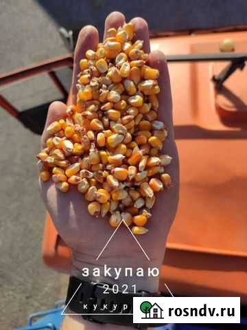 Кукуруза Терек - изображение 1