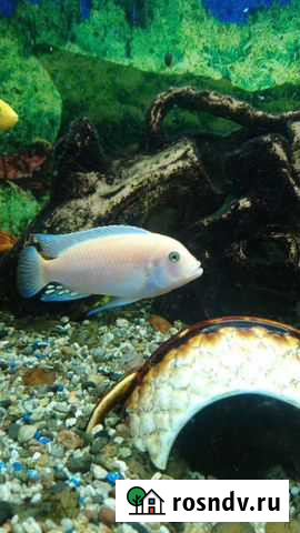 Самец красной зебры Барнаул - изображение 1