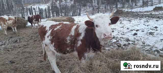 Дойные коровы Боград - изображение 1