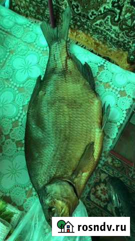 Рыба Ростов-на-Дону - изображение 1