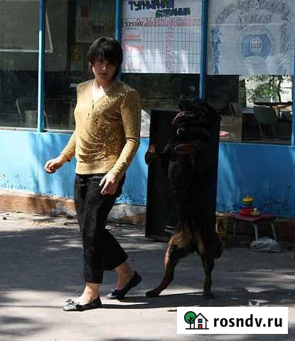 Реальные услуги для собак Воронеж - изображение 1