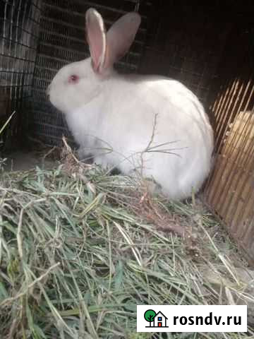 Кролик Чертково - изображение 1