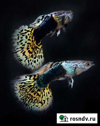 Аквариумная рыба оптом Воронеж - изображение 1