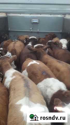 Скотовоз. Перевозка скота. Спец машина газель next Чердаклы - изображение 1