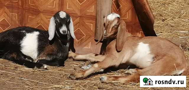 Козлята бронь Новосибирск - изображение 1