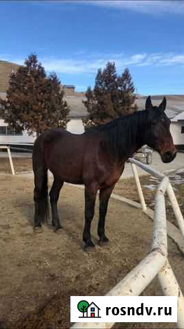 Жеребец Учкекен - изображение 1