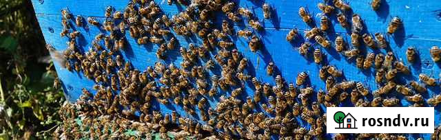 Пчелопакеты Барнаул - изображение 1