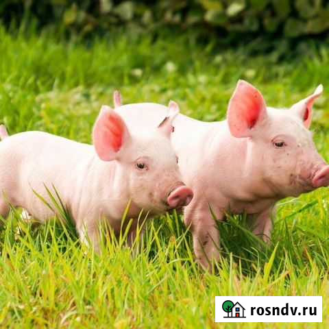 Поросенок ландрас Уфимский - изображение 1