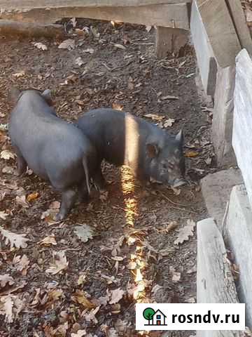 Вьетнамск вислобрюхий поросенок Пшехская - изображение 1