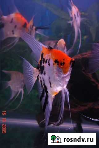 Скалярии кои Каменск-Шахтинский - изображение 1