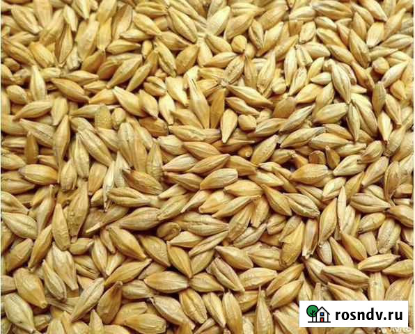 Ячмень яровой Павлодольская - изображение 1