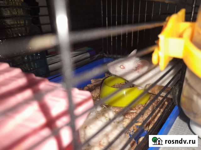 Мышь Чита - изображение 1