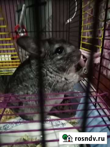 Шиншилла с клеткой Пермь - изображение 1