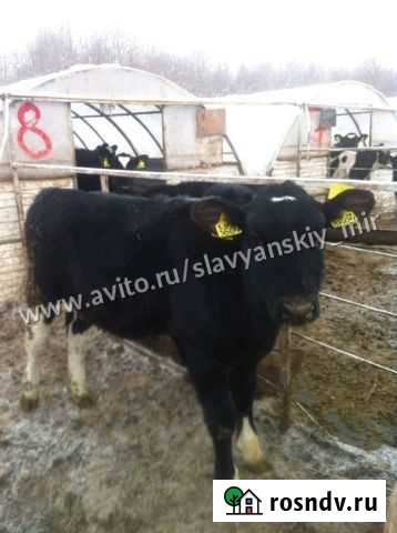 Телята бычки мясные абердины помесь Тихорецк - изображение 1