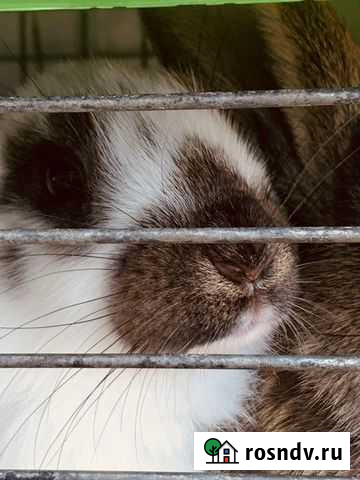 Кролики гиганты Екатеринбург - изображение 1