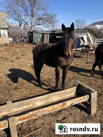 Жеребец Преградная - изображение 1