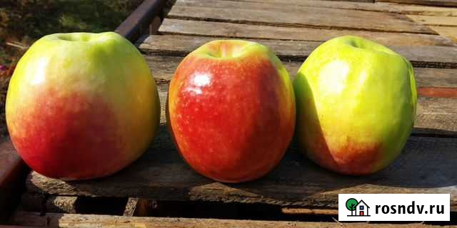 Яблоки Хвалынск - изображение 1