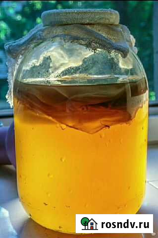 Газированный напиток - чйный гриб Тамбов - изображение 1