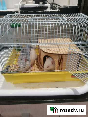 Декоративные крысы Нижний Новгород - изображение 1