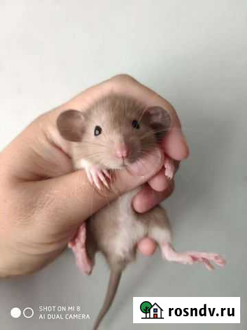 Крыса, крысята дамбо, клетки Санкт-Петербург - изображение 1