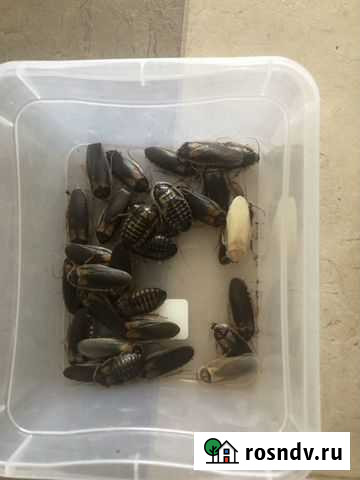 Аргентинский таракан, зофобас Москва - изображение 1