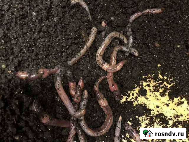 Черви для рыбалки Серов - изображение 1