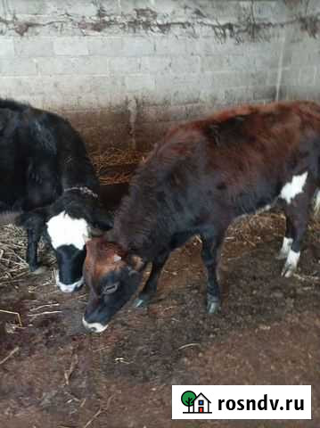 Телки и бычок Ардон - изображение 1