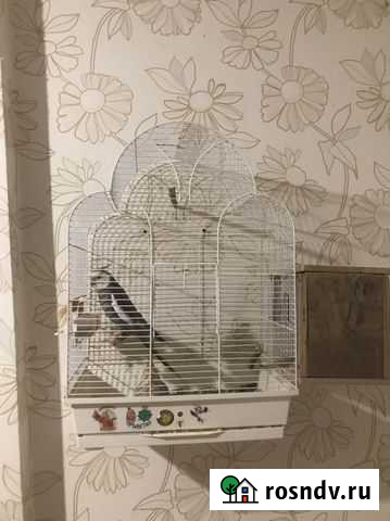 Клетка для попугая Калининград - изображение 1